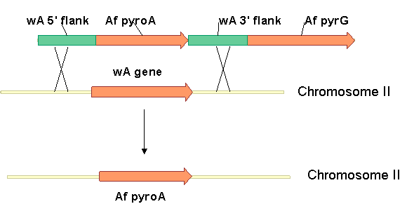 Lab Module 6: Deletion and Epitope-Tagging Genes using Homologous ...